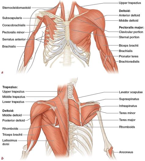 Figure 34 Major Muscles Of The Upper Extremities A Front View B