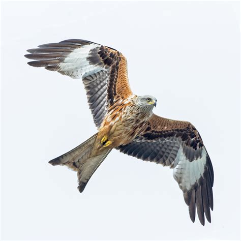 Peters Portfoliobird And Wildlife Photography Red Kite