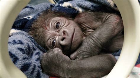 Baby Male Gorilla Born At Franklin Park Zoo