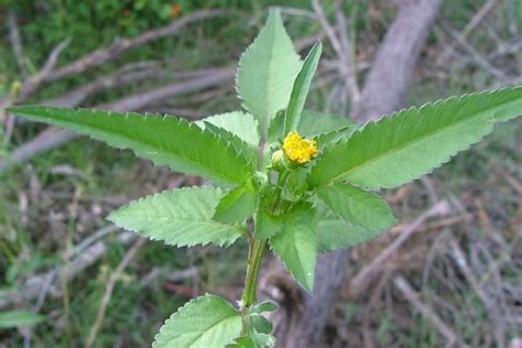 Isotype of bidens pilosa forma indivisa sherff family asteraceae. Bidens pilosa