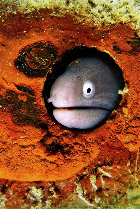 White Eyed Moray Eel Head Photograph By Matthew Oldfieldscience Photo
