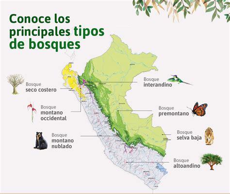 Las 8 Regiones Naturales Del Peru Para Niños De Primaria Hay Niños