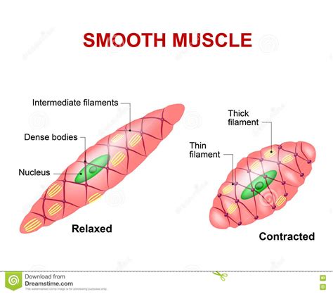 Smooth muscle histology and diagram (inlet). Smooth muscle tissue stock vector. Illustration of medicine - 71592097
