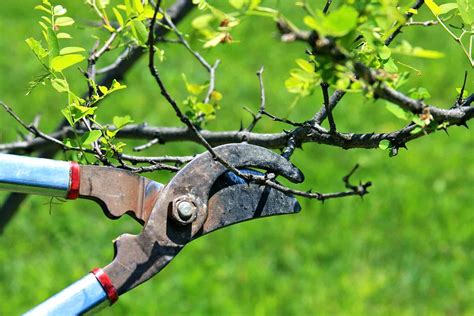 Espalier apple trees are trees that are trained to grow horizontally across a wall or a fence and are great for gardens where space is limited. Transition to Offer Fruit Tree Pruning Demo | Culver City ...