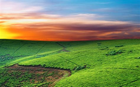 Green pasture at sunset wallpapers and images - wallpapers, pictures ...