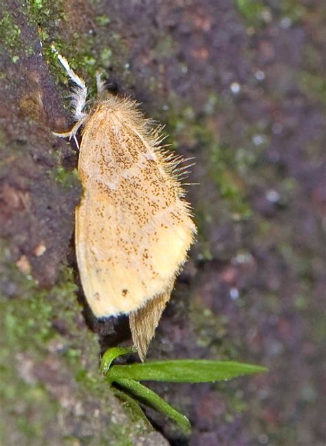 Arna Pseudoconspersa Tea Tussock Moth Copyright Flickr