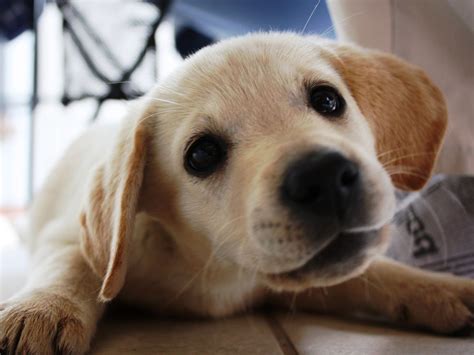 See more ideas about puppies, golden retriever, cute dogs. Golden Labrador, the Golden Retriever and Labrador ...