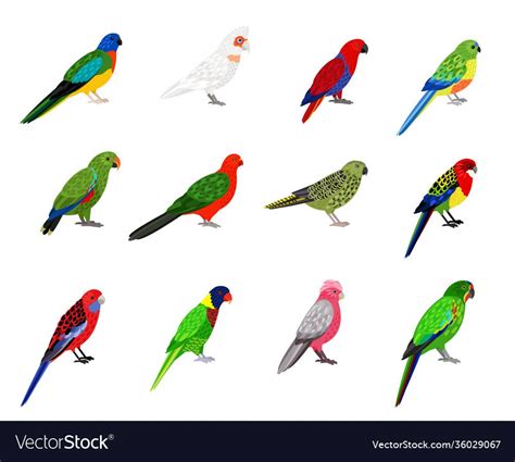 Parrots Set Cartoon Birds With Colourful Feathers Tropical Characters