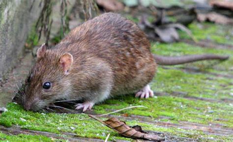 Leading pest removal services covers all areas near. Water Vole | Empire Pest Control London
