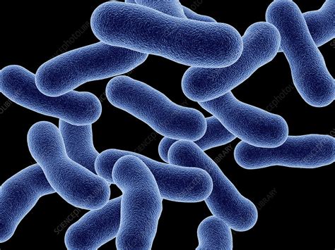 Legionnaires Disease Bacteria Stock Image B2320035 Science Photo