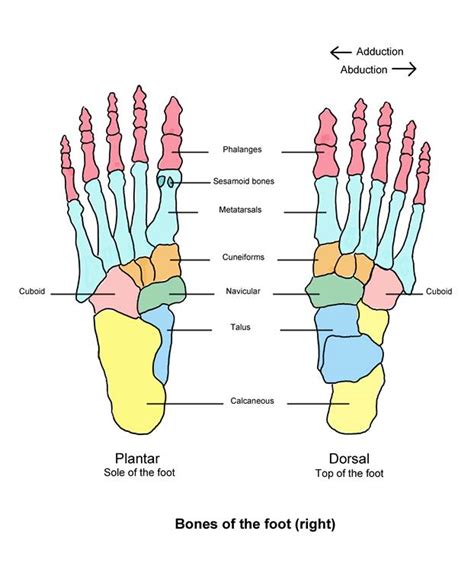 Diagram Anatomical Diagram Of Foot Mydiagramonline