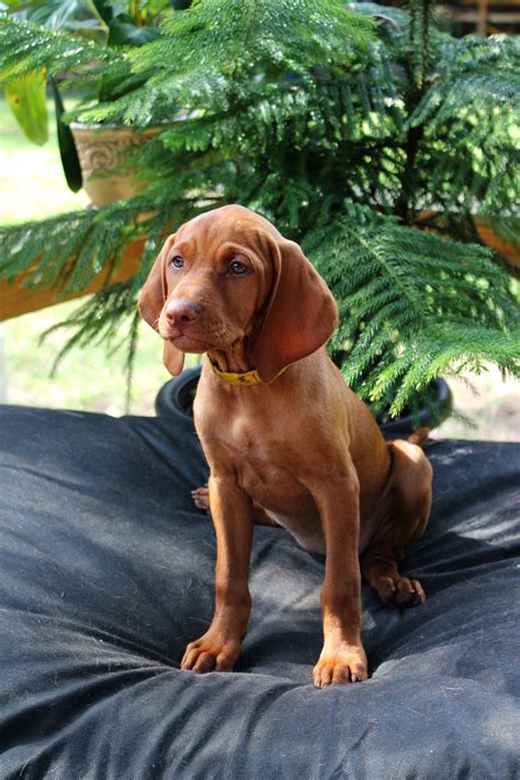 Female Vizsla Puppy 1 Cute Dogs And Puppies Doggies Cutest Dogs
