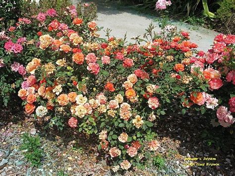 Plantfiles Pictures Miniature Rose Denvers Dream Rosa