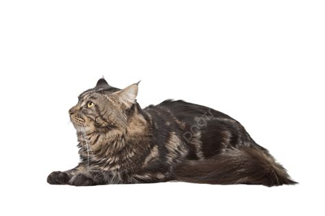 Maine Coon Black Tabby Cat Cut Out Domestic Animal Studio Maine Coon