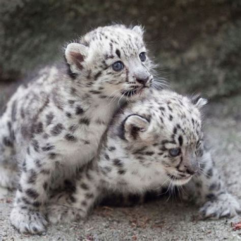 Beautiful Snow Leopard Babies Baby Snow Leopard Baby Animals Cute