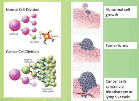 How Are Cancer Cells Differ From Normal Cells