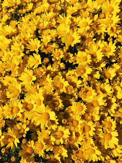 Yellow Aesthetic Flowers