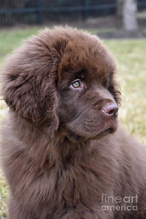 Brown Newfie Puppy Dog Looking Back Over His Shoulder Photograph By