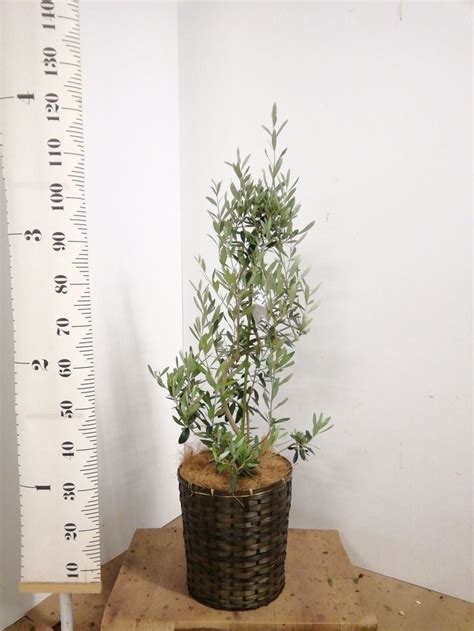 観葉植物 オリーブ 8号 チプレッシーノ ラスターポット 付き 観葉植物ならhitohanaひとはな 観葉植物 オリーブの木 オリーブ