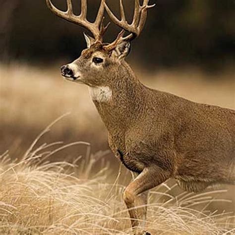 10 Most Popular Monster Whitetail Buck Pictures Full Hd 1080p For Pc