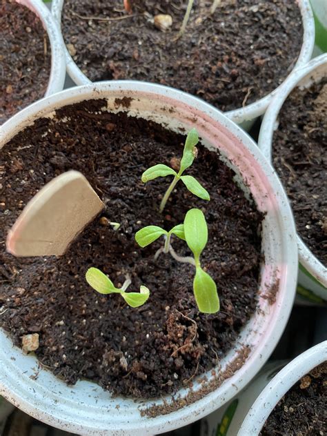 Mutant Brandywine Tomato Seedling With Three Leaves Rgardening