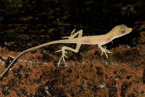 Discussion Is It Really An Albino Anole Anoles