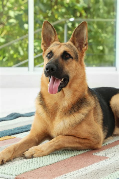 Are German Shepherds Good House Dogs