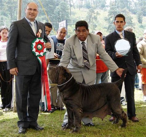 Responderá sólo a una persona y deberá tener en cuenta que este perro posiblemente sea más fuerte y más grande que usted. Pin de Raul Mendez en Neapolitan mastiff, mastin ...