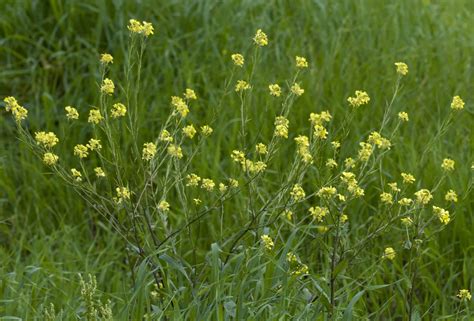 How To Care For Sinapis Arvensis Wild Mustard Plants Home And Gardenia