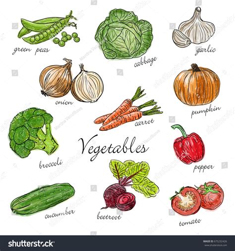 Types Farm Fresh Vegetables Description Doodle Stock Vector Royalty