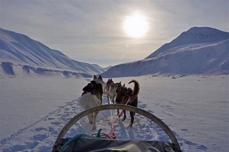 Dog Sled Dog Sledding Svalbard Norway Outdoors Adventure