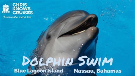 Dolphin Swim L Blue Lagoon Island L Nassau Youtube