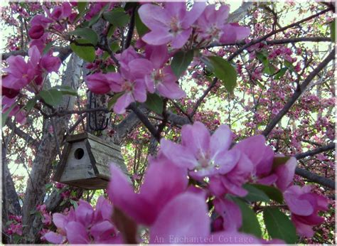An Enchanted Cottage Our Pink Flowering Hoppa Crab Trees