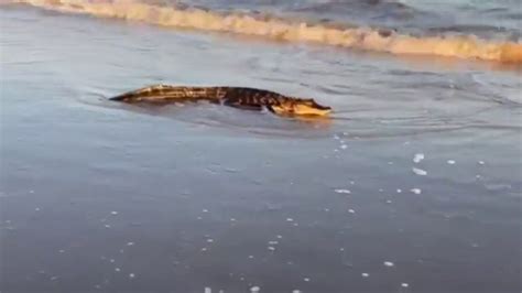 Big Alligator Spotted On Texas Beach Youtube