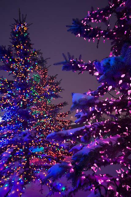 Christmas Snow Lights Tree Night Colors Christmaswarmth