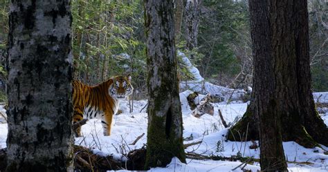A Siberian Tiger Is Caught On Camera In The Boreal Forests Of Russias