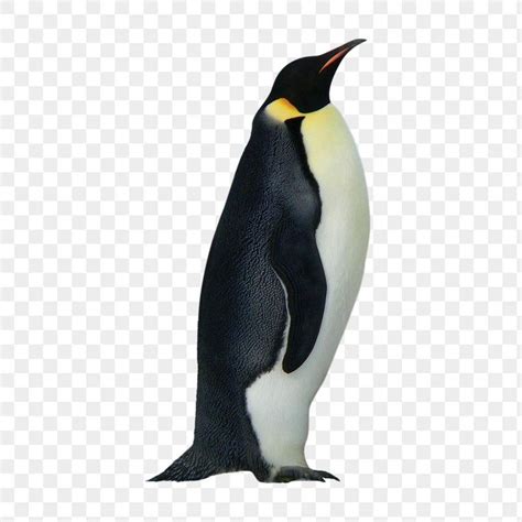 A Penguin Standing On Its Hind Legs Looking Up