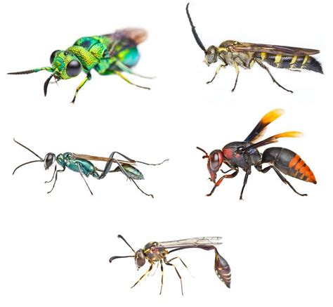 Some Species Representatives Of Wasp Families Recorded A Chrysididae