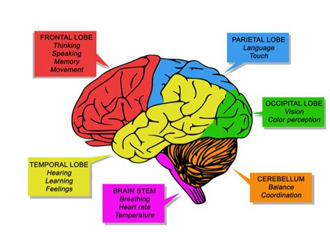 Brain Function Diagram Visual Diagram