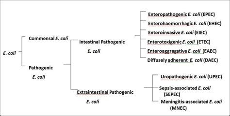 Classification Of Escherichia Coli Into Three Main Groups Commensal