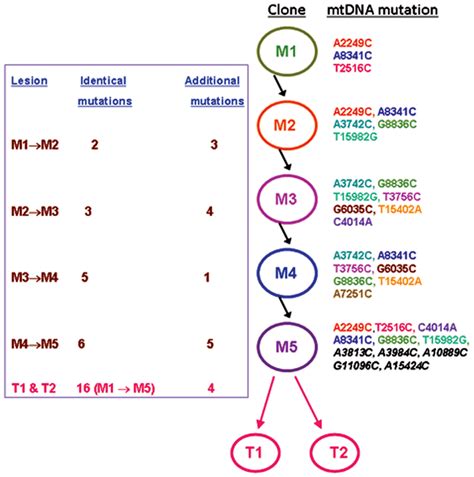 mtdna genetic mutation tree in patient 1 possible clonal evolution of download scientific