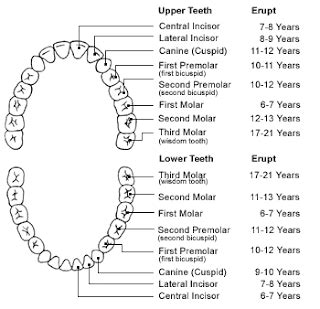 Human Anatomy and Physiology: Chapter 21: Digestive System