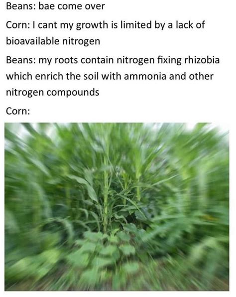 I'd see the pizza and be like wtf, but it sure helped with discipline. Beans: bae come over / Corn: I cant my growth is limited ...