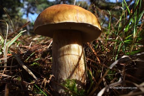 Wild Edible Mushroom Season Oregon Oregon Discovery