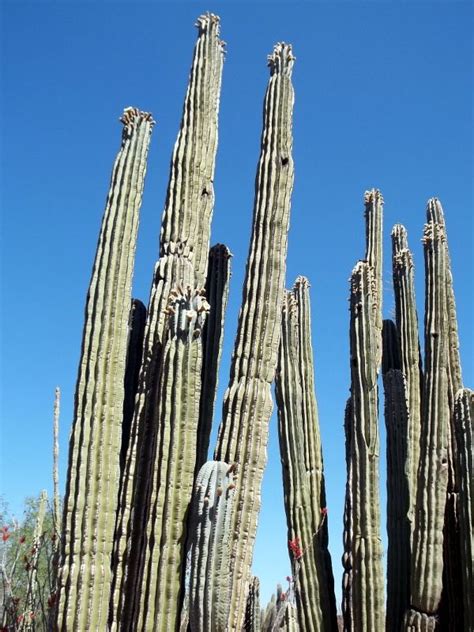 The Cardón Pachycereus Pringlei The Tallest Cactus Species In The