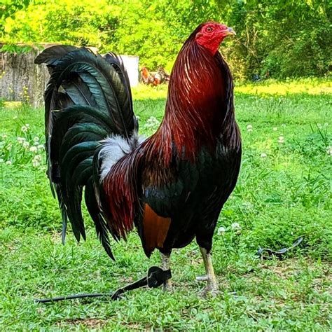 Pin By My Info On Gamefowl Game Fowl Rooster Breeds Chicken Breeds