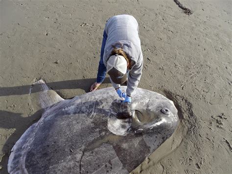 Rare 7 Foot Sea Creature Hoodwinker Sunfish Washes Ashore In Southern