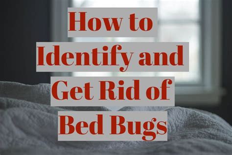 How To Identify And Get Rid Of Bed Bugs Dengarden