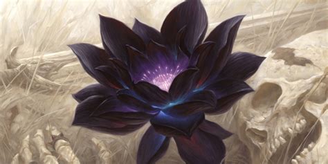 Buy & sell black lotus from alpha in europe's largest online marketplace for magic: MTG: Alpha Black Lotus Sells for $87,672 at Auction - Bell of Lost Souls