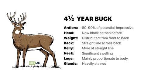 How To Age A Deer And Why It S Important
